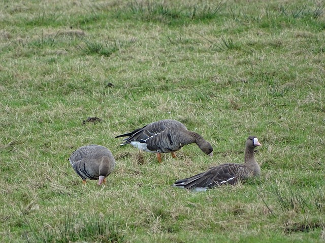 兹以罚球绝 兹以罚球绝